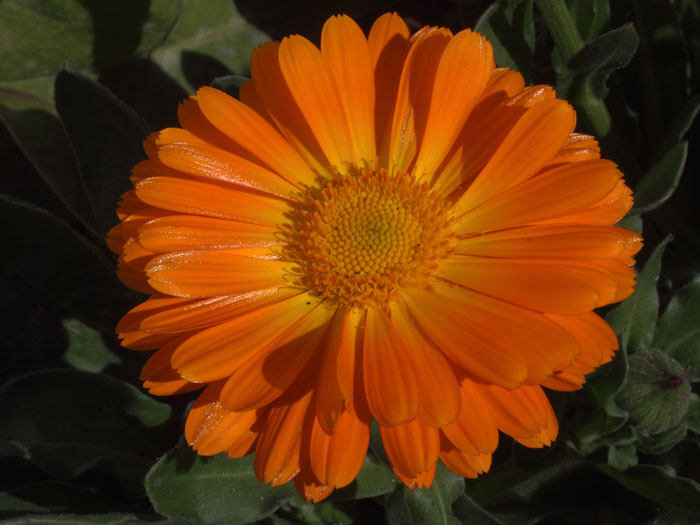 mp_calendula_off_2015_02.jpg