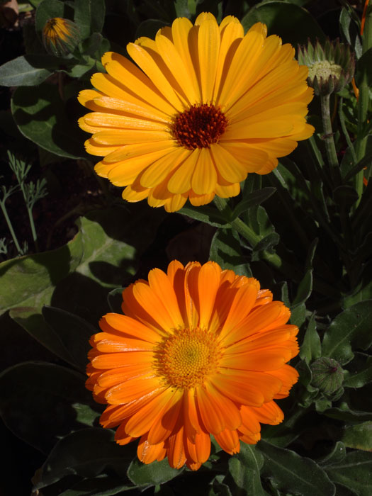 mp_calendula_off_2015_03.jpg