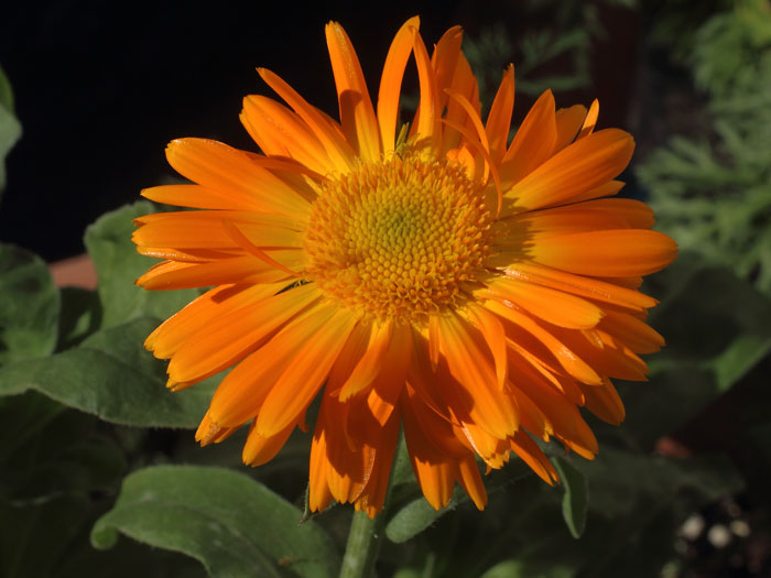 mp_calendula_off_2015_06.jpg