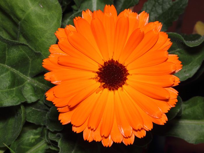 mp_calendula_off_2018_01.jpg