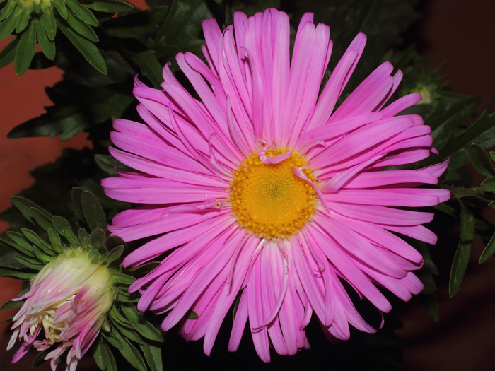 mp_callistephus_chi_2014_01.jpg