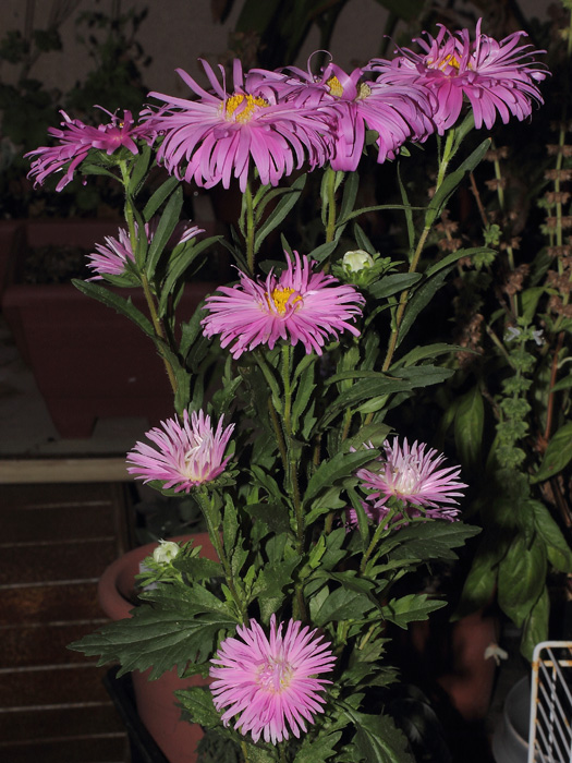 mp_callistephus_chi_2014_03.jpg