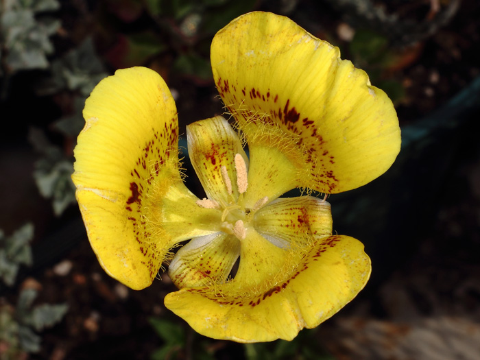 mp_calochortus_lut_2017_02.jpg
