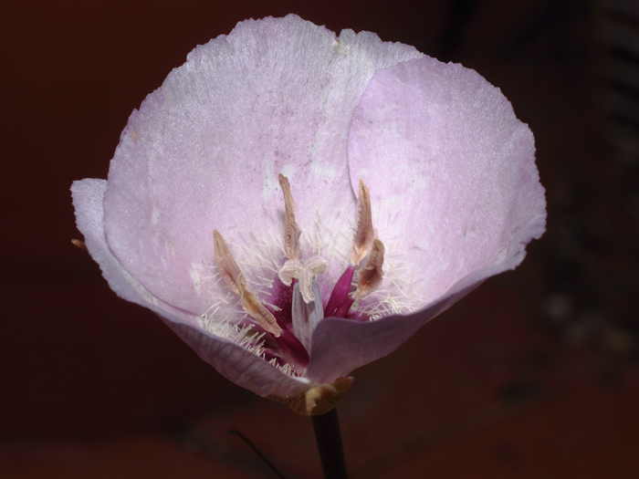 mp_calochortus_spl_2016_01.jpg