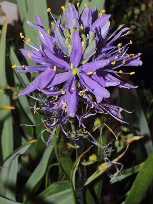 mp_camassia_lei_2015_01.jpg