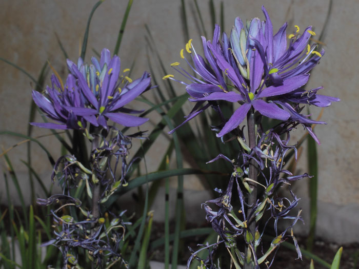 mp_camassia_lei_2015_02.jpg