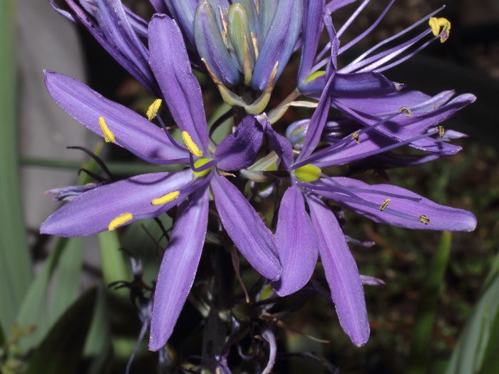 mp_camassia_lei_2015_03.jpg