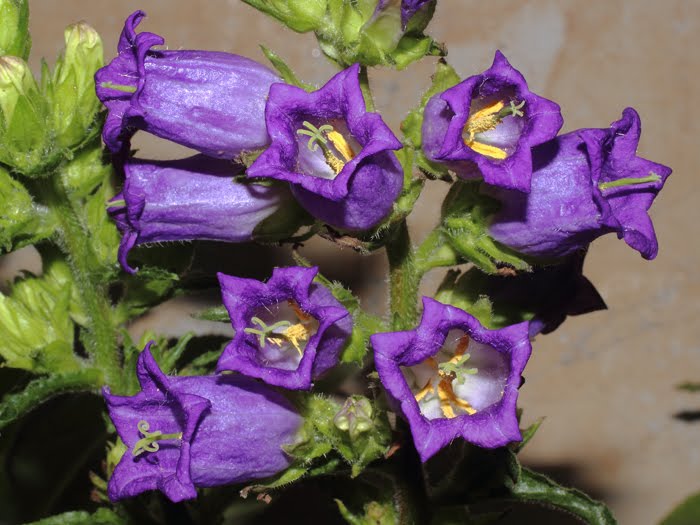 mp_campanula_med_2016_01.jpg