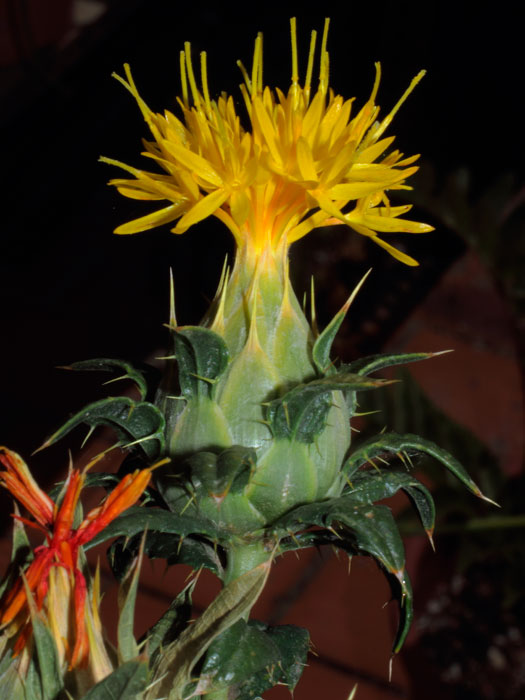 mp_carthamus_t_2013_01.jpg