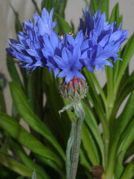 mp_centaurea_cyanus_2012_01.jpg