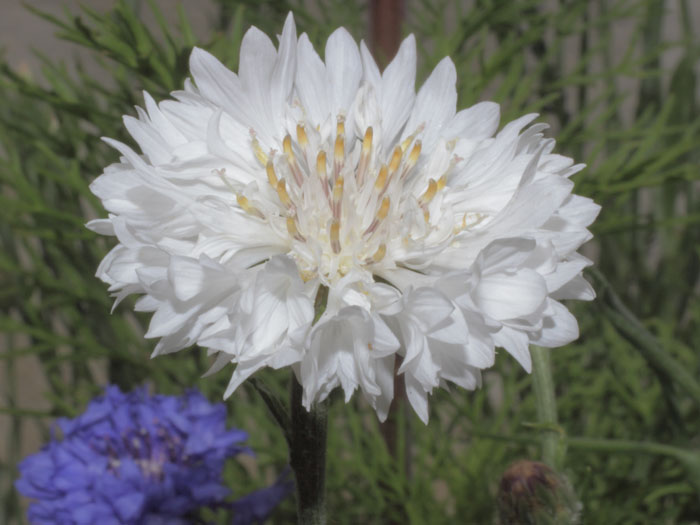 mp_centaurea_cyanus_bl_2013_02.jpg