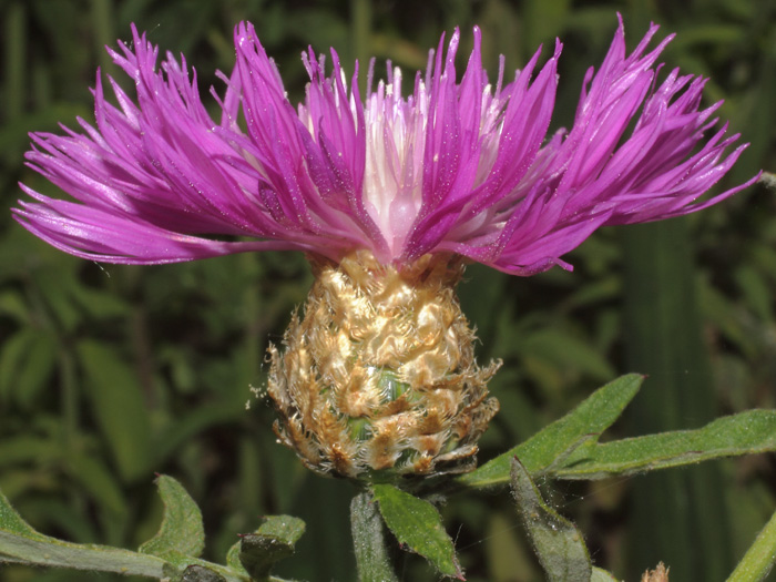 mp_centaurea_dea_2014_01.jpg