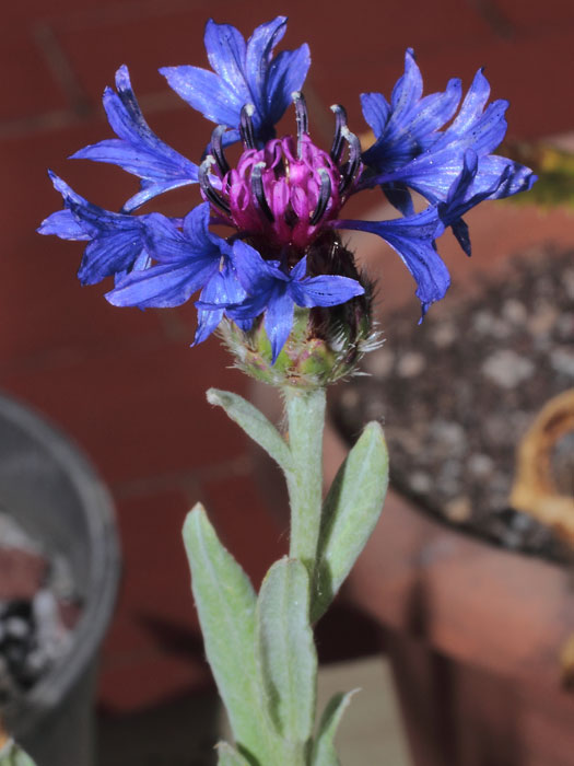 mp_centaurea_depressa_2013_01.jpg