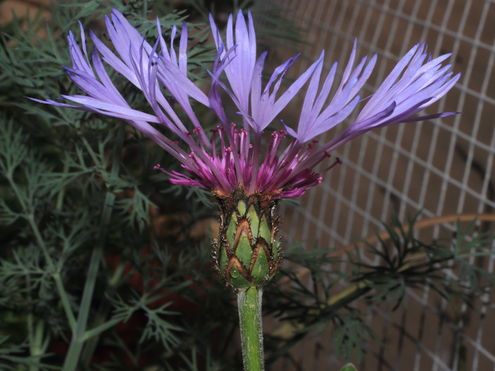 mp_centaurea_mon_2014_01.jpg
