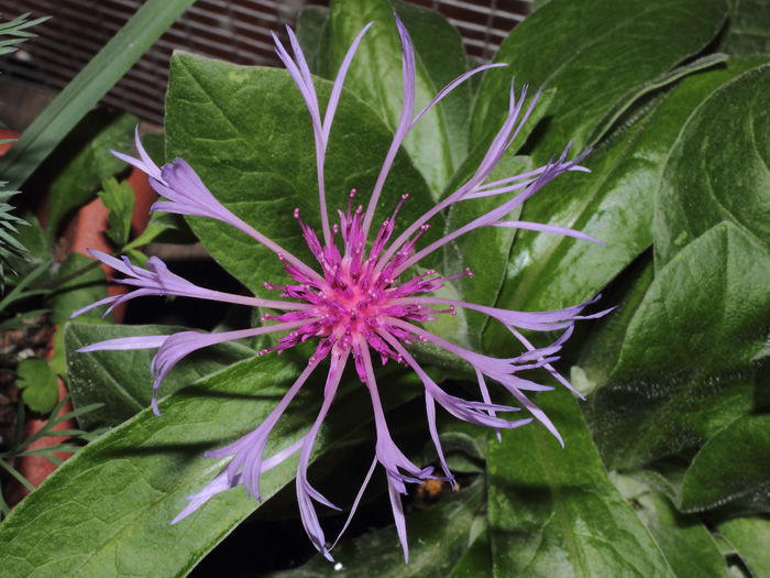 mp_centaurea_mon_2014_02.jpg