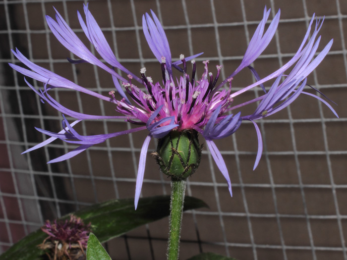mp_centaurea_mon_2014_03.jpg