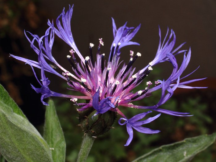 mp_centaurea_mon_2017_01.jpg