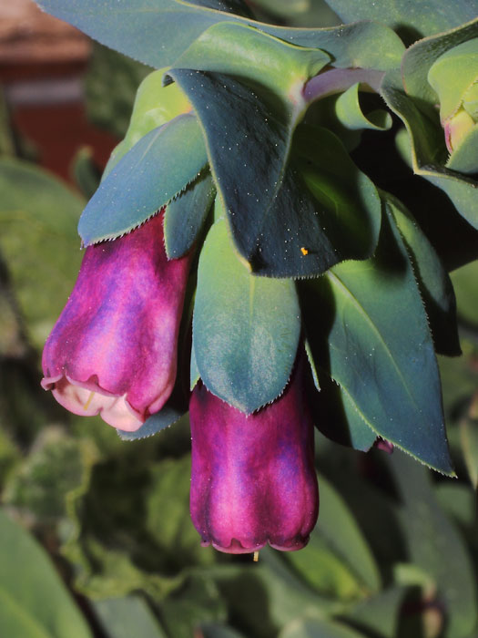 mp_cerinthe_map_2015_01.jpg