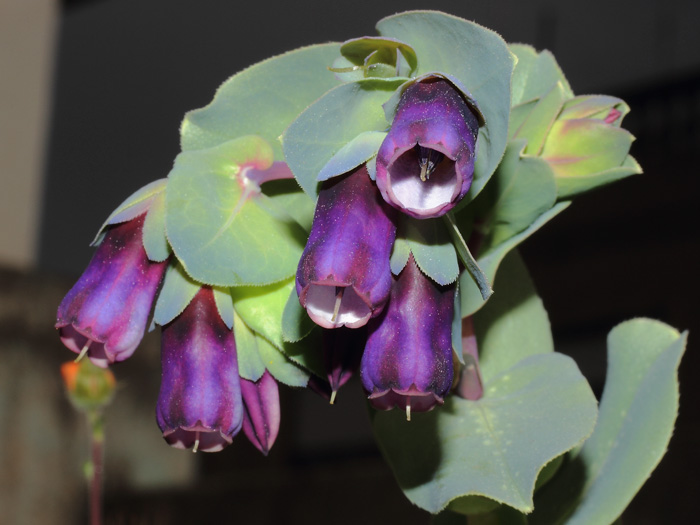 mp_cerinthe_mp_2014_02.jpg