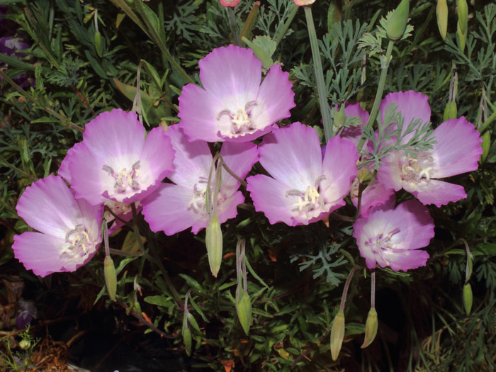 mp_clarkia_bot_2015_02.jpg