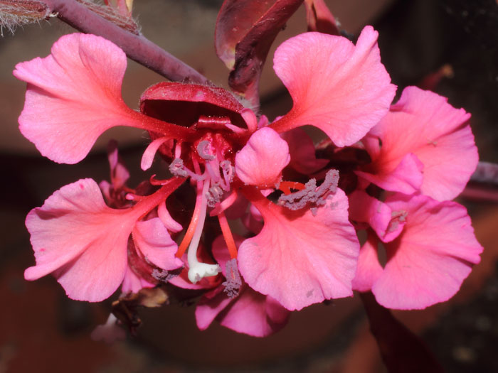 mp_clarkia_ung_2015_01.jpg