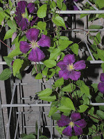 mp_clematis_jack_2013_03.jpg