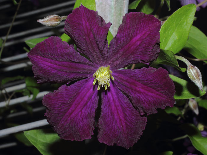 mp_clematis_jack_2013_04.jpg