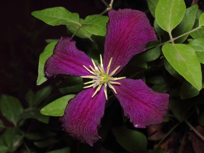 mp_clematis_sp_2017_02.jpg