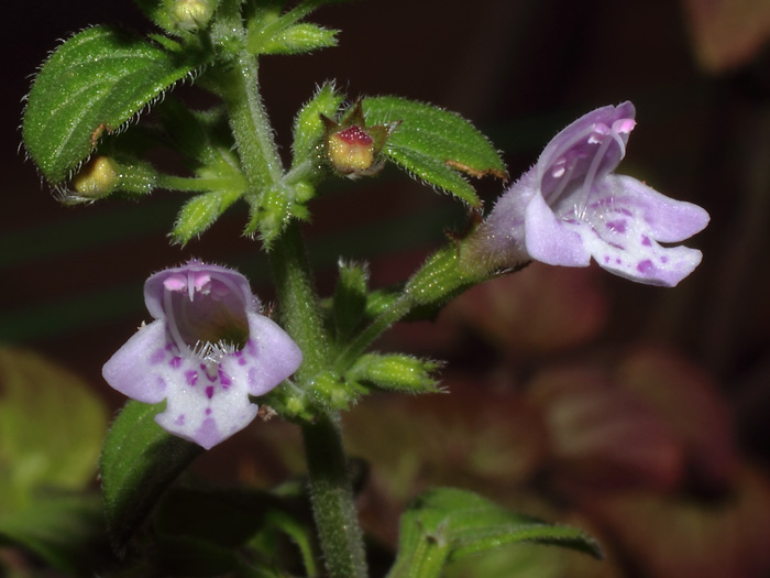 mp_clinopodium_nep_2016_01.jpg