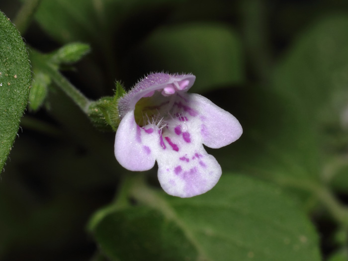 mp_clinopodium_nep_2017_01.jpg