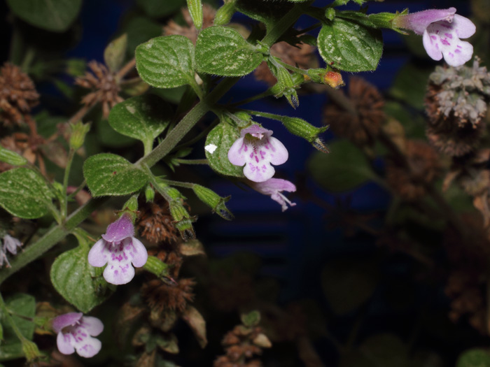 mp_clinopodium_nep_2017_03.jpg