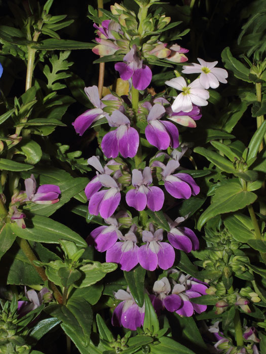 mp_collinsia_het_2015_01.jpg