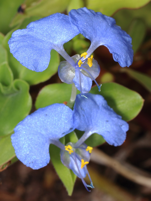 mp_commelina_ben_2017_01.jpg