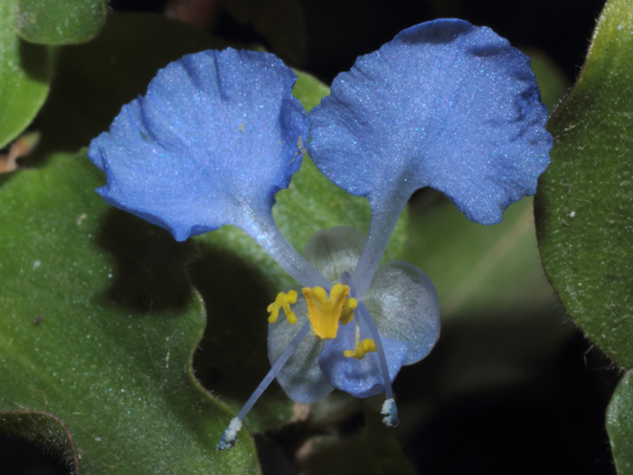 mp_commelina_beng_2014_01.jpg