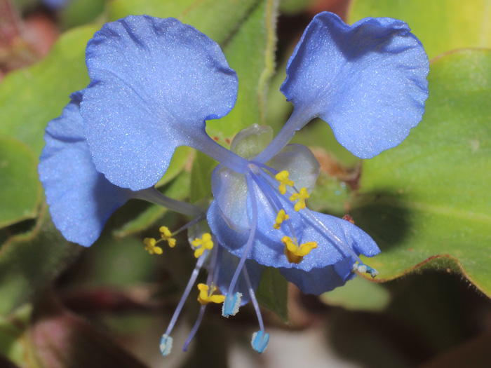 mp_commelina_beng_2014_02.jpg
