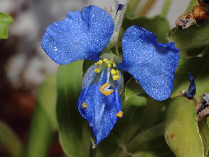 mp_commelina_dia_2017_01.jpg