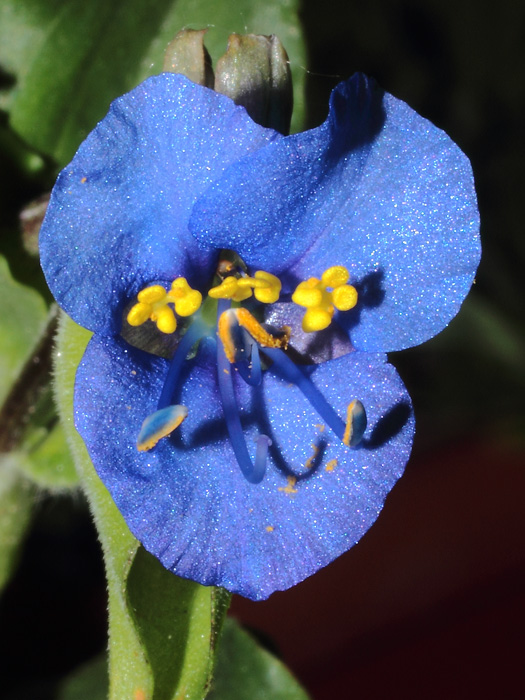 mp_commelina_tub_2014_01.jpg