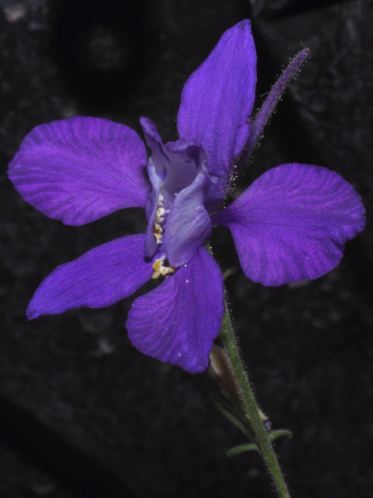 mp_consolida_ajacis_2013_02.jpg