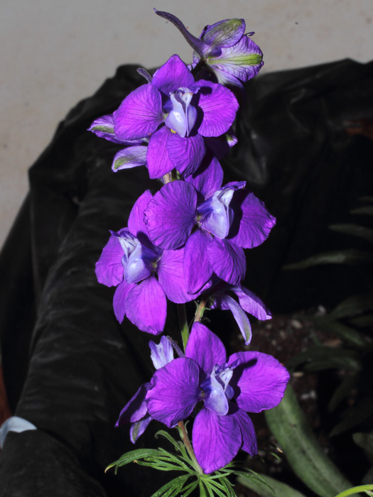 mp_consolida_ajacis_2013_03.jpg