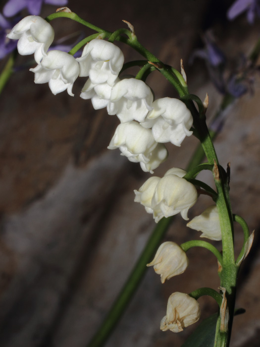 mp_convallaria_maj_2014_01.jpg