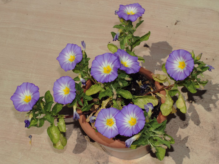 mp_convolvulus_tricolor_2013_04.jpg