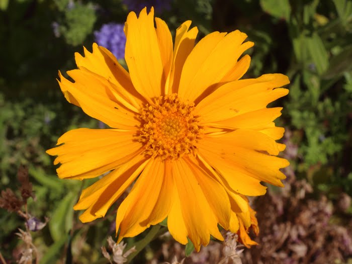 mp_coreopsis_lan_2016_01.jpg