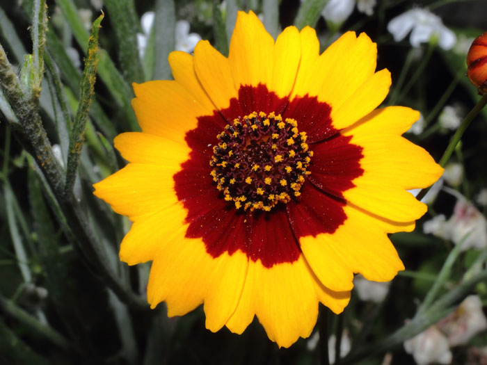 mp_coreopsis_tinctoria_2013_02.jpg