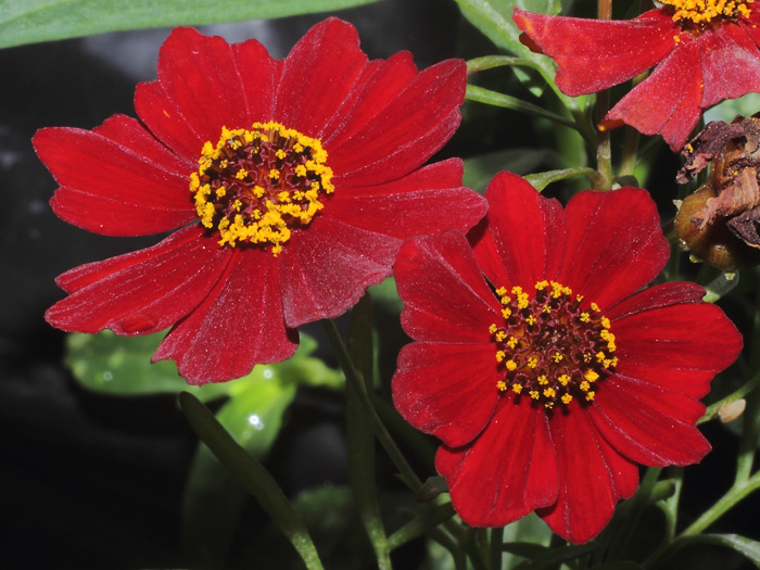 mp_coreopsis_tinctoria_2013_05.jpg