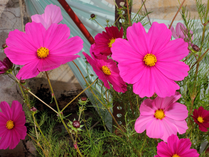 mp_cosmos_2012_01.jpg