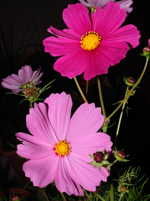mp_cosmos_2012_02.jpg
