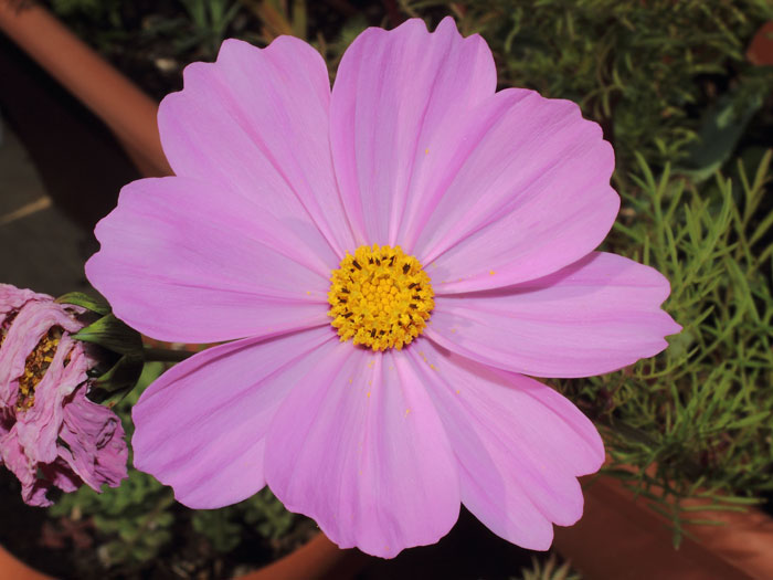 mp_cosmos_bip_2015_03.jpg