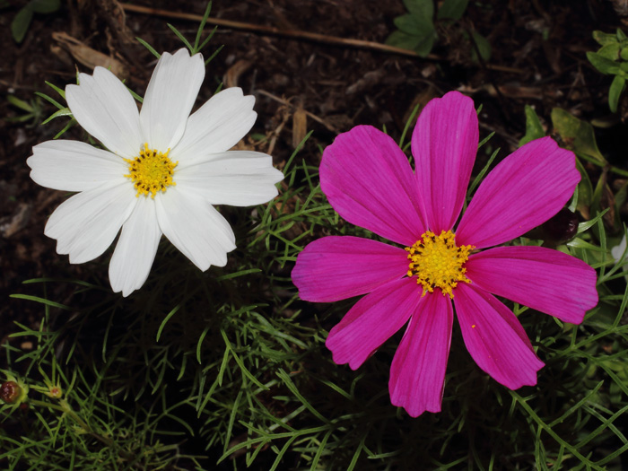 mp_cosmos_bp_2013_07.jpg