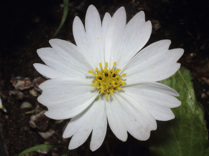 mp_cosmos_bp_2014_01.jpg