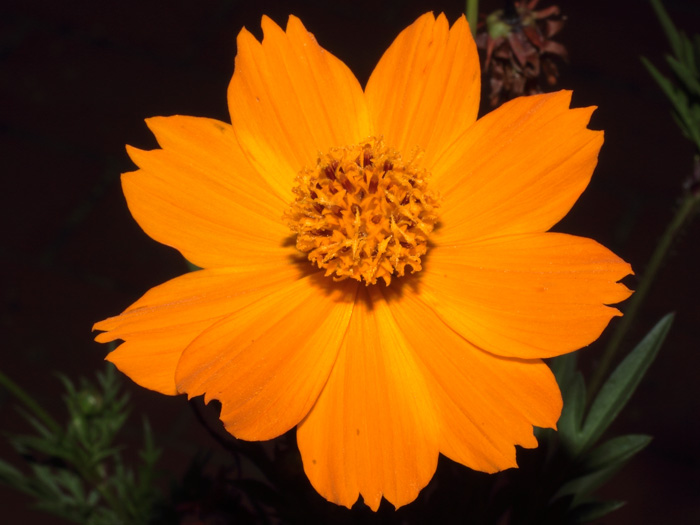 mp_cosmos_sph_2013_02.jpg
